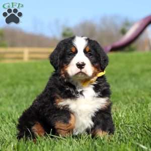 Jake, Bernese Mountain Dog Puppy